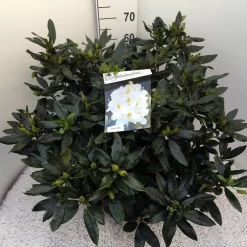 Rhododendron (Rhododendron 'Madame Masson') -Tuinplanten Winkel rho. mme masson c20 1