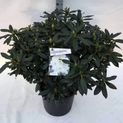 Rhododendron (Rhododendron 'Madame Masson') -Tuinplanten Winkel rho. mme masson c30