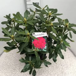 Rhododendron (Rhododendron 'Nova Zembla') -Tuinplanten Winkel rho. nova zembla c10 50 cm