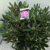 Bosrhododendron (Rhododendron Ponticum 'Roseum')