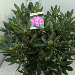 Bosrhododendron (Rhododendron Ponticum 'Roseum')