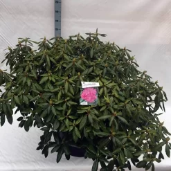Rhododendron (Rhododendron 'Roseum Elegans') -Tuinplanten Winkel rho. roseum elegans c80