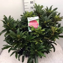 Rhododendron (Rhododendron 'Wilgen's Ruby') 23 Rhododendron (Rhododendron 'Wilgen's Ruby') -Tuinplanten Winkel rho. wilgens ruby c20