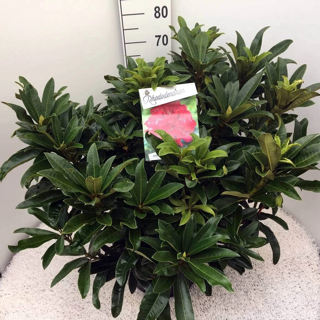 Rhododendron (Rhododendron 'Wilgen's Ruby') 6 Rhododendron (Rhododendron 'Wilgen's Ruby') - Afbeelding 6