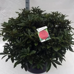 Rhododendron (Rhododendron 'Wilgen's Ruby') 32 Rhododendron (Rhododendron 'Wilgen's Ruby') -Tuinplanten Winkel rho. wilgens ruby c80