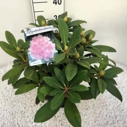 Rhododendron (Rhododendron 'Doc') -Tuinplanten Winkel rho. y doc c5