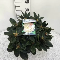 Dwergrhododendron (Rhododendron 'Golden Torch') -Tuinplanten Winkel rho. y golden torch c5