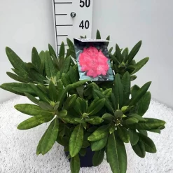 Dwergrhododendron (Rhododendron 'Sweet Sue') 5 Dwergrhododendron (Rhododendron 'Sweet Sue') -Tuinplanten Winkel rho. y sweet sue c5