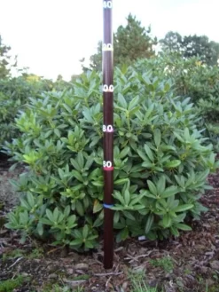 Rhododendron (Rhododendron 'Cunningham White') -Tuinplanten Winkel rhodod cun white 1