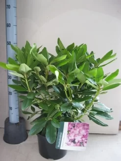 Rhododendron (Rhododendron Catawbiense 'Boursault') 17 Rhododendron (Rhododendron Catawbiense 'Boursault') -Tuinplanten Winkel rhododendron boursault c5 aug 1