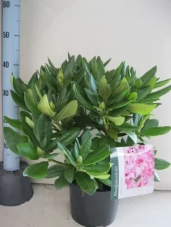 Rhododendron (Rhododendron 'Cosmopolitan') 31 Rhododendron (Rhododendron 'Cosmopolitan') -Tuinplanten Winkel rhododendron cosmopolotan c5 aug