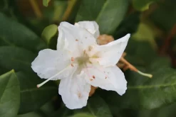 Rhododendron (Rhododendron 'Cunningham White') -Tuinplanten Winkel rhododendron cunningham white 2