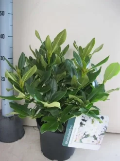 Rhododendron (Rhododendron 'Cunningham White') -Tuinplanten Winkel rhododendron cunninghams white c5 aug 1