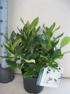 Rhododendron (Rhododendron 'Cunningham White') -Tuinplanten Winkel rhododendron cunninghams white c5 aug 1