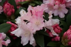 Dwergrhododendron (Rhododendron 'Dreamland') -Tuinplanten Winkel rhododendron dreamland