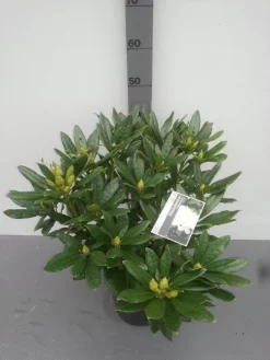 Rhododendron (Rhododendron 'Madame Masson') -Tuinplanten Winkel rhododendron madame masson 1