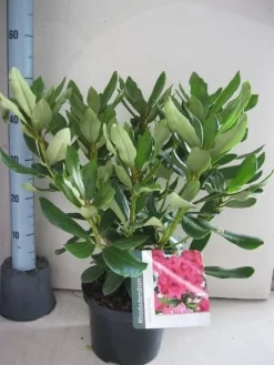 Rhododendron (Rhododendron 'Nova Zembla') -Tuinplanten Winkel rhododendron nova zembla c5 aug