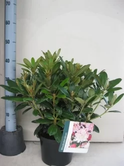 Rhododendron (Rhododendron 'Percy Wiseman') 27 Rhododendron (Rhododendron 'Percy Wiseman') -Tuinplanten Winkel rhododendron percy wiceman c5 aug 1