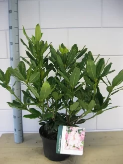Bosrhododendron (Rhododendron Ponticum 'Roseum') -Tuinplanten Winkel rhododendron ponticum roseum c5 oktober 1 1