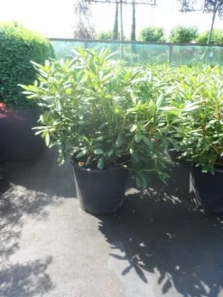 Rhododendron (Rhododendron 'Roseum Elegans') -Tuinplanten Winkel rhododendron roseum elegans 60 80 cont