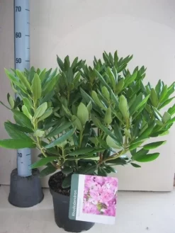 Uitgelichte producten -Tuinplanten Winkel rhododendron roseum elegans c5 aug