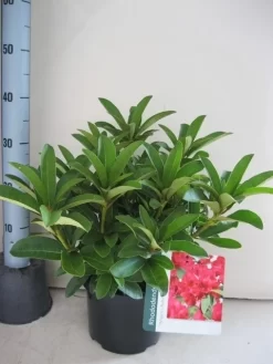 Rhododendron (Rhododendron 'Wilgen's Ruby') 35 Rhododendron (Rhododendron 'Wilgen's Ruby') -Tuinplanten Winkel rhododendron wilgens ruby c5 aug 1