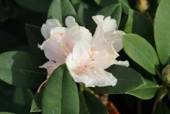 Dwergrhododendron (Rhododendron 'Golden Torch') -Tuinplanten Winkel rhododendron y. golden torch 3