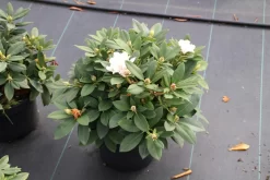 Dwergrhododendron (Rhododendron 'Golden Torch') -Tuinplanten Winkel rhododendron y. golden torch 5