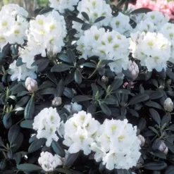 Dwergrhododendron (Rhododendron 'Porzellan')
