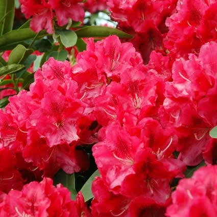 Rhododendron (Rhododendron 'Wilgen's Ruby') 1 Rhododendron (Rhododendron 'Wilgen's Ruby')