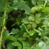 Groene Kruisbes Op Stam (Ribes Uva-crispa 'Hinnonmaki Grön')