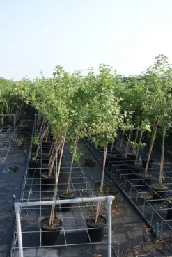 Groene Kruisbes Op Stam (Ribes Uva-crispa 'Hinnonmaki Grön') -Tuinplanten Winkel ribes uva crispa hinnonmaki gr n stam lage res