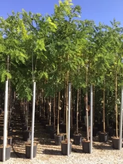 Acacia (Robinia Margaretta 'Casque Rouge') -Tuinplanten Winkel robinia caque rouge 8 10