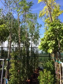 Acacia (Robinia Margaretta 'Casque Rouge') -Tuinplanten Winkel robinia casque rouge 12 14