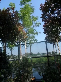 Acacia (Robinia Margaretta 'Casque Rouge') -Tuinplanten Winkel robinia margaretta casque rouge 10 12 14ho cont