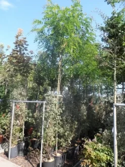 Acacia (Robinia Margaretta 'Casque Rouge') -Tuinplanten Winkel robinia margaretta casque rouge 8 10 12ho cont