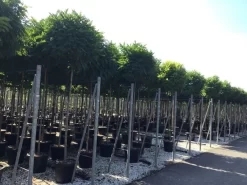 Bolacacia (Robinia Pseudoacacia 'Umbraculifera') -Tuinplanten Winkel robinia p. umbraculifera 14 16