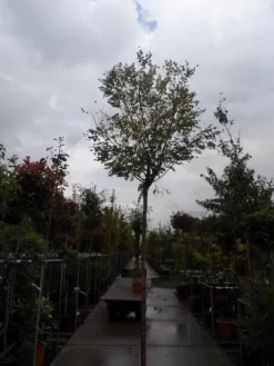 Bolacacia (Robinia Pseudoacacia 'Umbraculifera') -Tuinplanten Winkel robinia ps. umbraculifera 1214