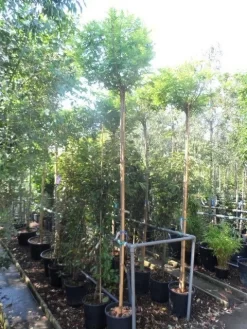 Bolacacia (Robinia Pseudoacacia 'Umbraculifera') -Tuinplanten Winkel robinia pseudoacacia umbraculifera 10 12ho cont