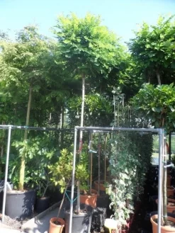 Bolacacia (Robinia Pseudoacacia 'Umbraculifera') -Tuinplanten Winkel robinia pseudoacacia umbraculifera 12 14ho cont