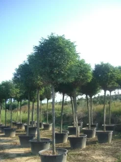 Bolacacia (Robinia Pseudoacacia 'Umbraculifera') -Tuinplanten Winkel robinia pseudoacacia umbraculifera 20 25ho c230