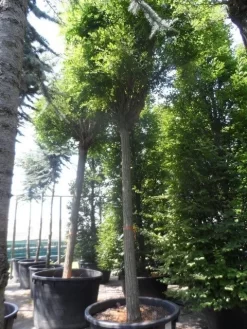 Bolacacia (Robinia Pseudoacacia 'Umbraculifera') -Tuinplanten Winkel robinia pseudoacacia umbraculifera 35 40ho c500