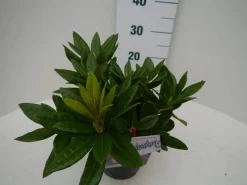Rhododendron (Rhododendron 'Rocket') 12 Rhododendron (Rhododendron 'Rocket') -Tuinplanten Winkel rocket c2 zij 1