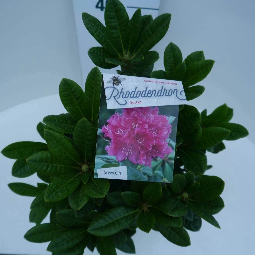 Rhododendron (Rhododendron 'Rocket') 5 Rhododendron (Rhododendron 'Rocket') - Afbeelding 5