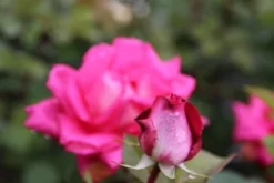 Grootbloemige Roos (Rosa 'Acapella') -Tuinplanten Winkel rosa acapella 2