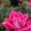 Grootbloemige Roos (Rosa 'Acapella')