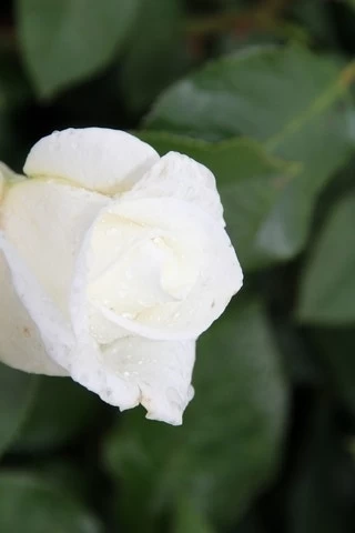 Grootbloemige Roos (Rosa 'Annapurna') 1 Grootbloemige Roos (Rosa 'Annapurna')