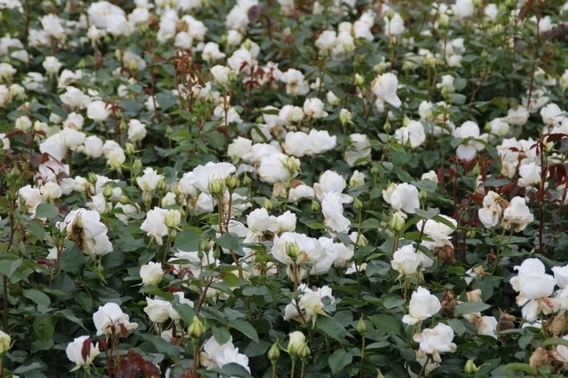 Grootbloemige Roos (Rosa 'Annapurna') 2 Grootbloemige Roos (Rosa 'Annapurna') - Afbeelding 2