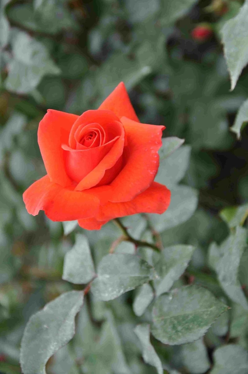 Klimroos (Rosa 'Bionda') 1 Klimroos (Rosa 'Bionda')