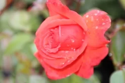 Klimroos (Rosa 'Bionda') 5 Klimroos (Rosa 'Bionda') -Tuinplanten Winkel rosa bionda 1